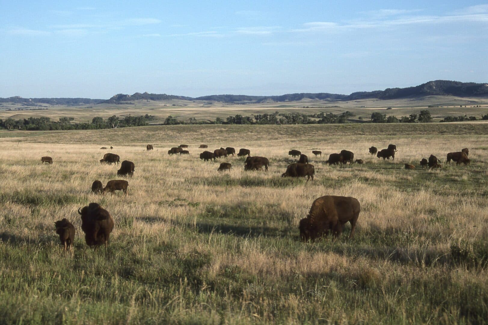 Bison grazing on Nebraska prairie beneath a blue sky